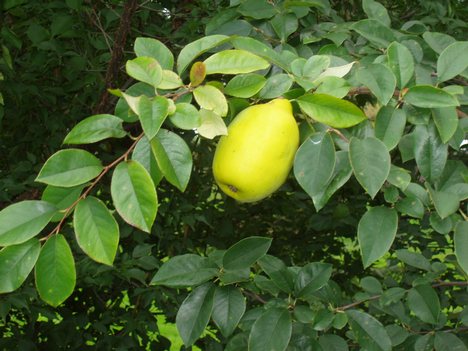 CHINESE QUINCE (Pseudocydonia sinensis Schneid)