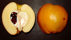 DWARF QUINCE (Chaenomeles japonica)