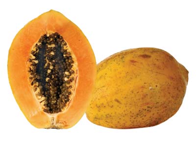 PAWPAW (Asimina triloba Dunal.)