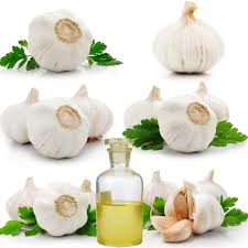 GARLIC ESSENTIAL OIL
