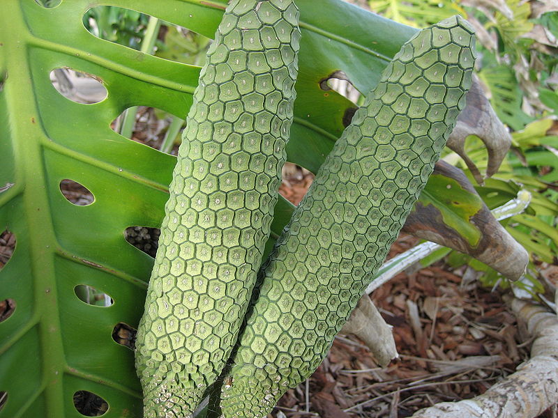CERIMAN, PINANONA (Monstera deliciosa Liebm.)