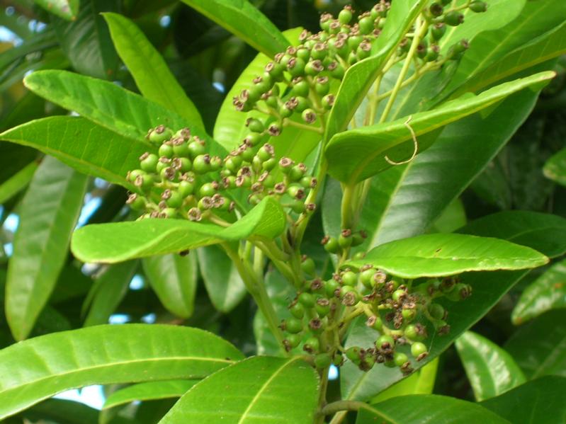 PIMENTO LEAF