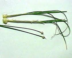 NOBIRU (Allium grayi Regal)