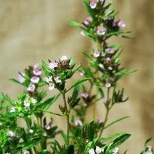 SUMMER SAVORY (Satureja hortensis L.)