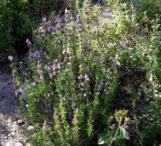 SATUREJA THYMBRA L.