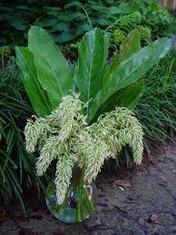 ALPINIA SPECIES