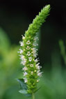 CATNIP GIANT HYSSOP (Agastache nepetoides K.)