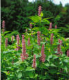 KOREAN MINT (Agastache rugosa Kuntze)