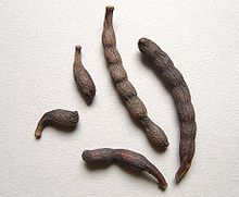ETHIOPIAN PEPPER, GUINEA PEPPER (X. aethiopica)