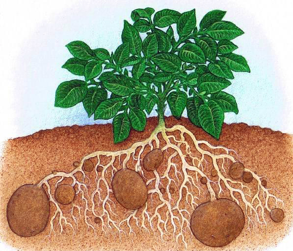 POTATO (Solanum tuberosum L.)