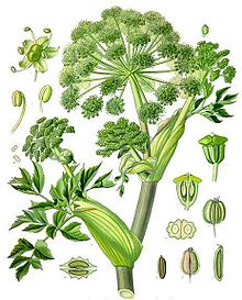 ANGELICA SEED OIL