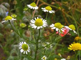 GERMAN CAMOMILE OIL (Matricaria chamomilla L.)