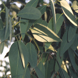 EUCALYPTUS OIL (Eucalyptus globulus Labill)