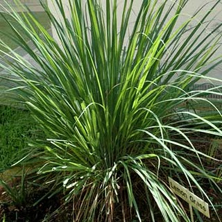 CYMBOPOGON FLEXUOSUS OIL