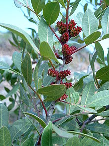 MASTIC (Pistacia lentiscus)