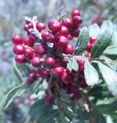 MASTIC (Pistacia lentiscus L.) FRUIT OIL