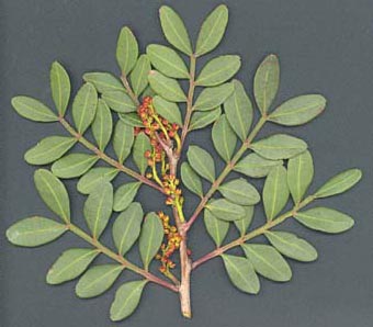 MASTIC (Pistacia lentiscus L.) AERIAL PARTS OIL