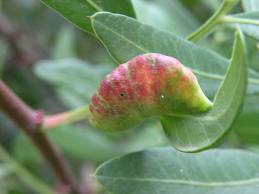 MASTIC (Pistacia lentiscus L.) GALL OIL