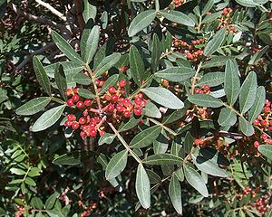 MASTIC (Pistacia lentiscus var. chia) TWIG OIL