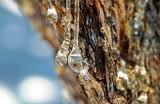 MASTIC (Pistacia lentiscus var. chia) GUM OIL