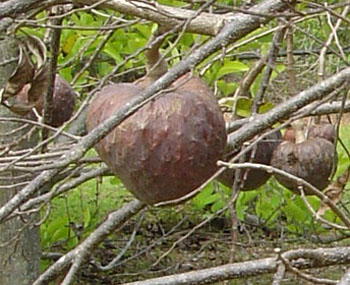 BULLOCK'S HEART (Annona reticulata L.)