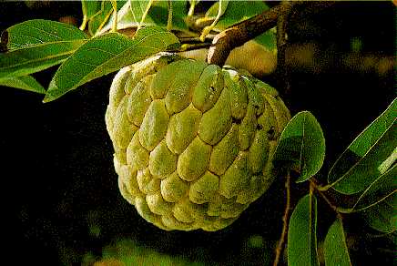 SWEETSOP, SUGAR APPLE (Annona squamosa L.)