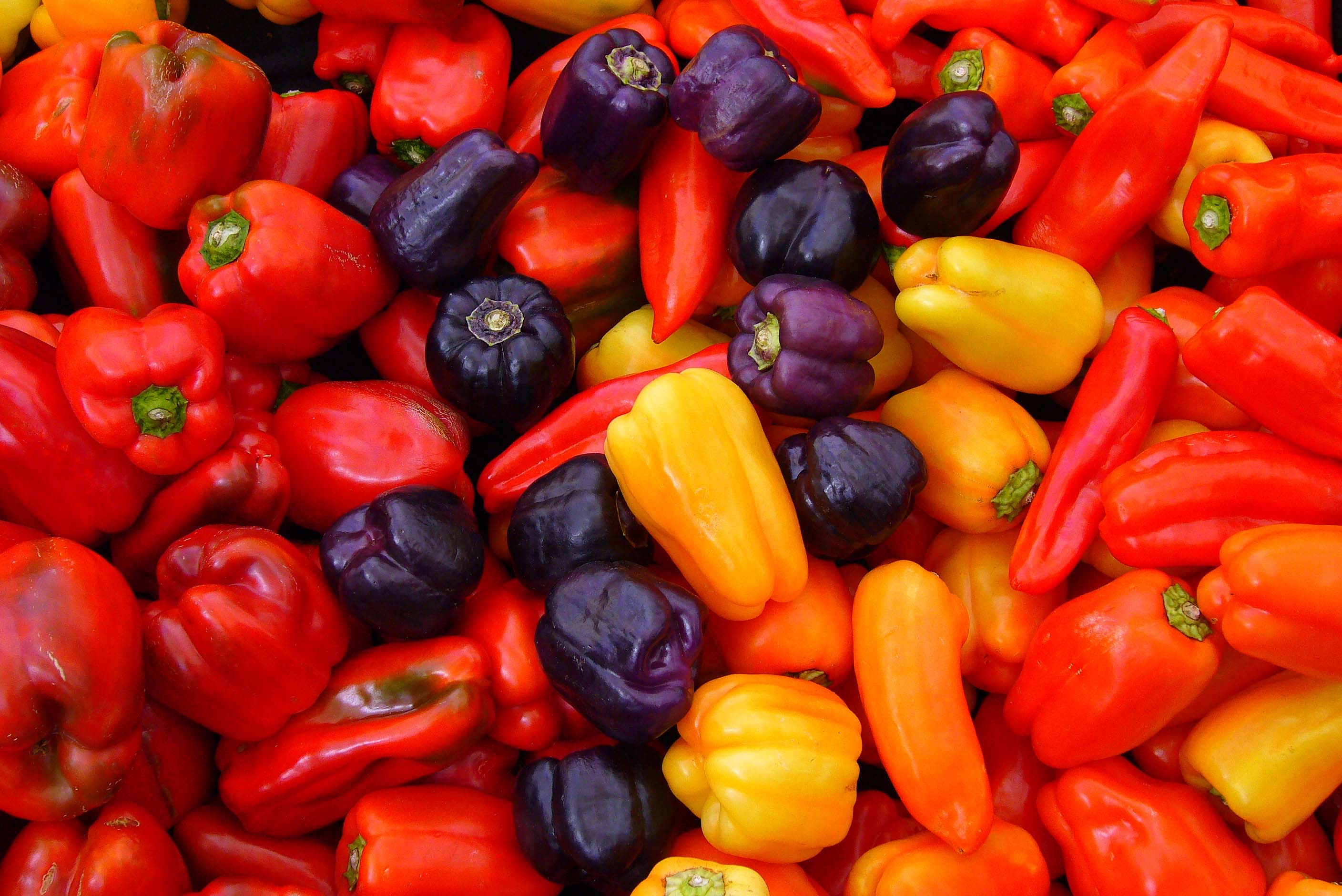 CAPSICUM SPECIES
