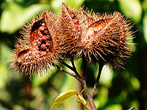 ANNATTO (Bixa orellana L.)