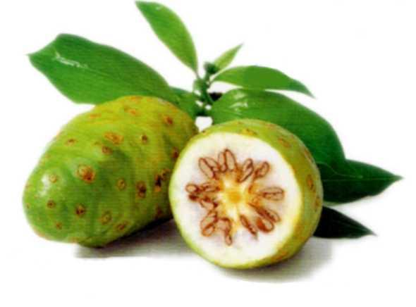 NONI (Morinda citrifolia L.)