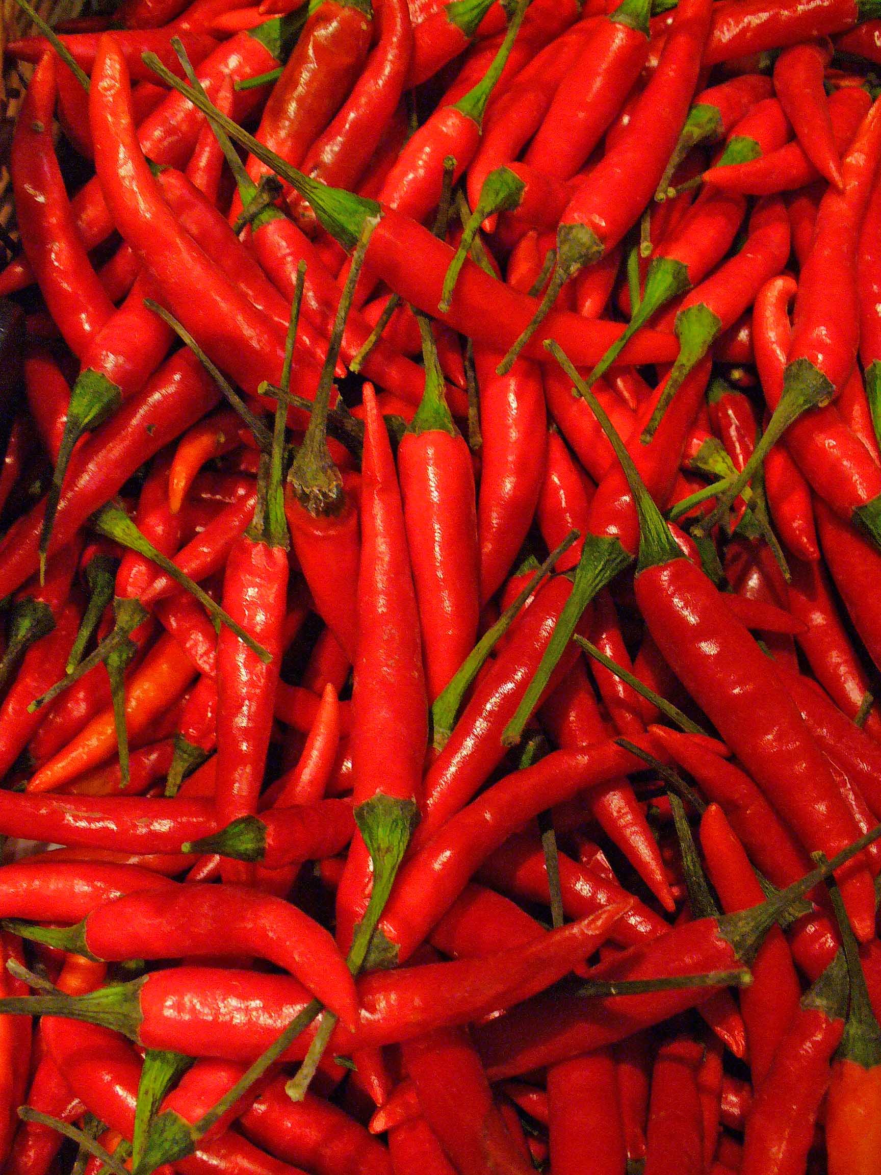 CHILI PEPPER (capsicum frutescens)