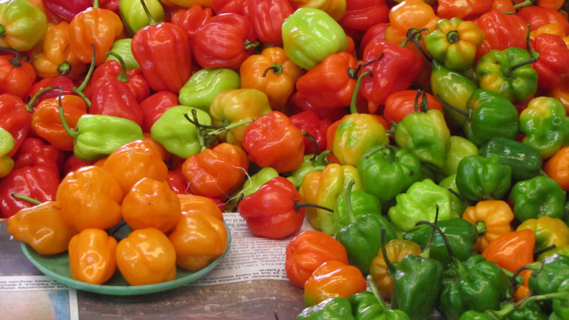 CHILI PEPPER PERICARP (C. chinense)