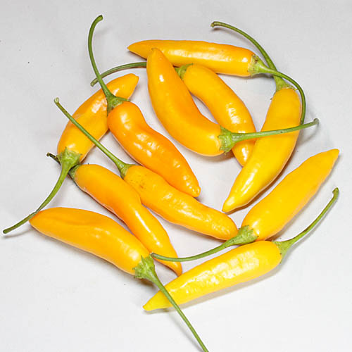 CHILI PEPPER PERICARP (C. baccatum)
