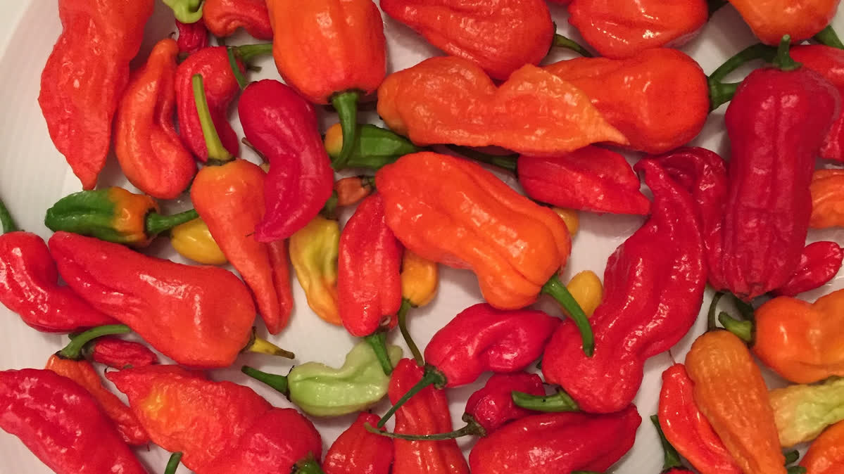 CHILI PEPPER PERICARP (C. chinense×C. frutescens)