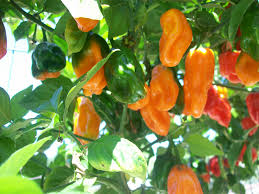 CAPSICUM CHINENSE