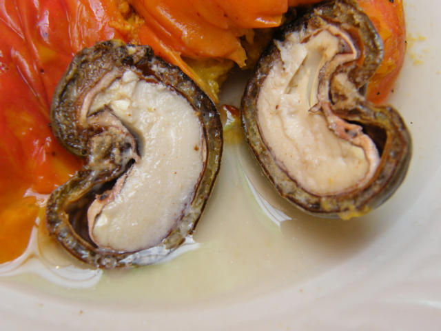 CASHEW NUT (Anacardium occidentale)