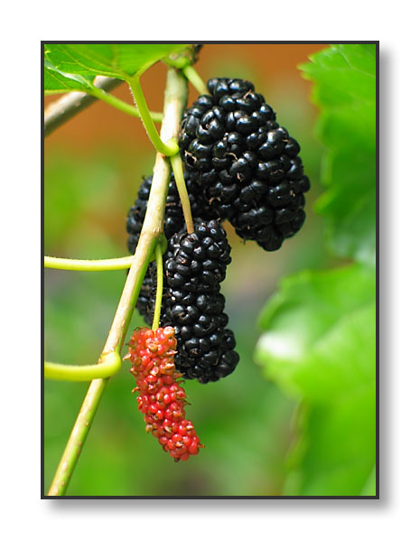 MULBERRY (Morus species)