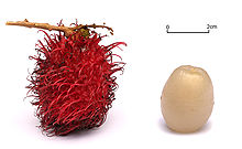 RAMBUTAN (Nephelium lappaceum L.)