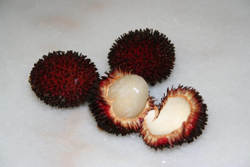 PULASAN (Nephelium ramboutan-ake (Labill.) Leenh.)