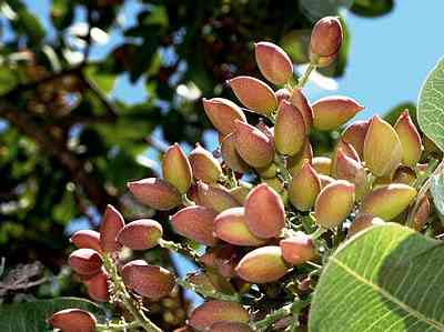 PISTACHIO (Pistacia vera) HULL OIL