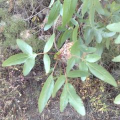 PISTACIA ATLANTICA, OLEORESIN ESS. OIL