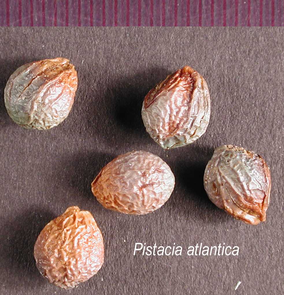PISTACIA ATLANTICA, FRUIT OIL