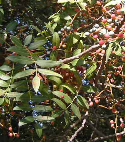 PISTACIA ATLANTICA, LEAF OIL