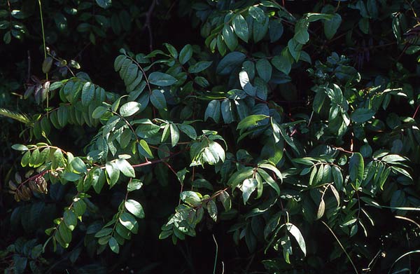 PISTACIA PALAESTINA, LEAF OIL