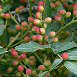 PISTACIA PALAESTINA, FRUIT OIL