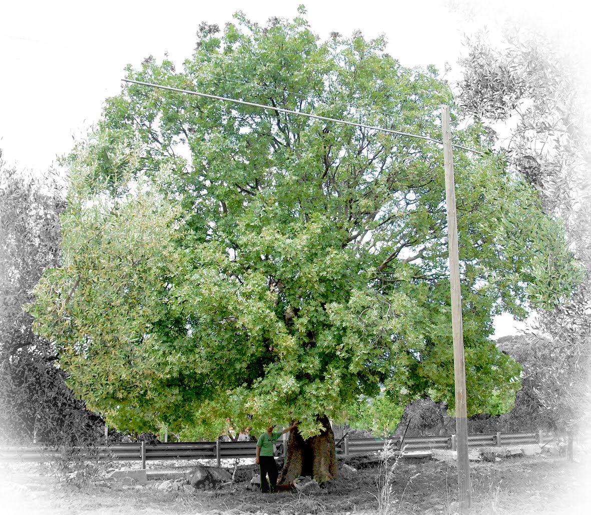 TURPENTINE OIL (Pistacia terebinthus)