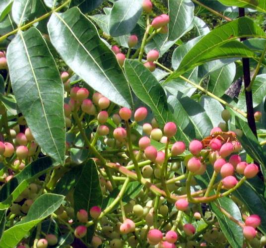 TURPENTINE (Pistacia terebinthus) FRUIT OIL