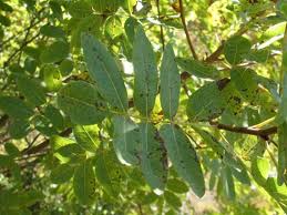 TURPENTINE (Pistacia terebinthus) TWIG OIL