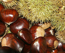 ITALIAN CHESTNUT (Castanea sativa Mill.) (raw)