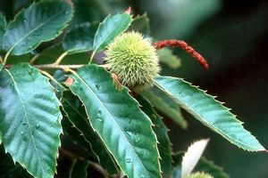 CHINESE CHESTNUT (Castanea molissima) (raw)
