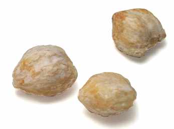 CANDLENUT (Aleurites moluccana)